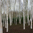 Береза бумажная