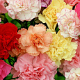 Гвоздика садовая Фрагранс Микс