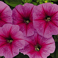Петуния ампельная Саксесс Пинк Вейн