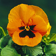 Виола крупноцветковая Инспайер Плюс Оранж Блотч