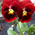Виола (Фиалка, Анютины глазки) гибридная Красная шапочка