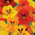 Настурция (Капуцин) махровая, смесь