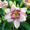 Лилейник гибридный Эйджлес Бьюти