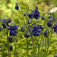 Аквилегия гибридная МакКаны Барлоу Блу