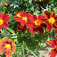 Бархатцы отклоненные Диско Ред