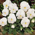 Виола крупноцветковая Колоссус Вайт
