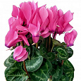 Цикламен персидский Концерто Роуз