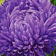 Астра китайская Леди Коралл Тёмно-Синяя