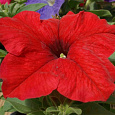 Петуния грандифлора Из Ридер Ред
