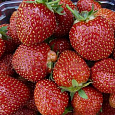 Земляника садовая Карнавал
